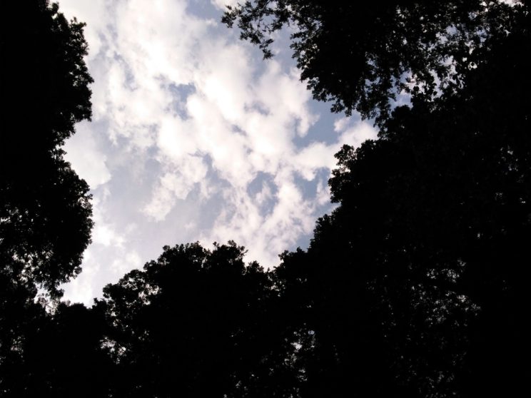 ツリーハウス７月２・３日